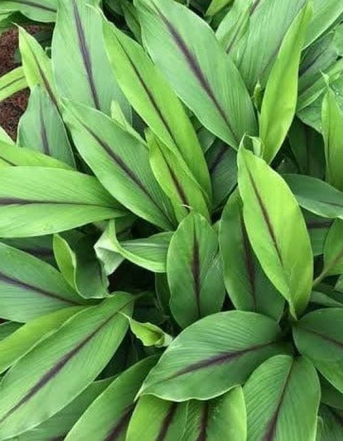 Black turmeric plant